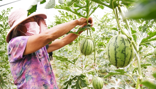 谷雨前后，種瓜點(diǎn)豆