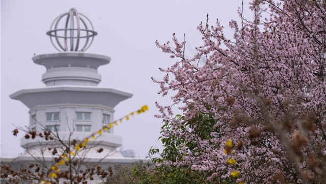 陽春三月，踏青賞花正當(dāng)時