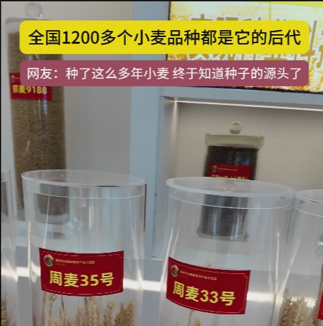 周口國(guó)家農(nóng)高區(qū)展示的種子資源，全國(guó)1200多個(gè)小麥品種都是它的后代!